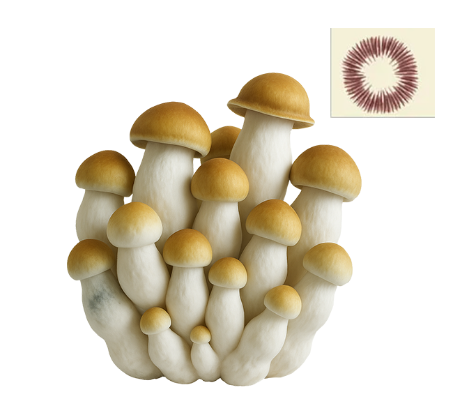 Psilocybe Cubensis Marshmallow Spores Print